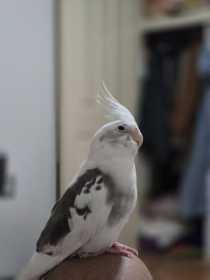 Lost Cockatiel