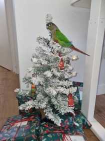 Lost Conure