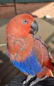 Lost Eclectus