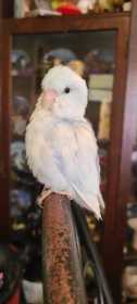 Lost Parrotlet