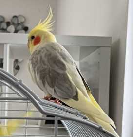Lost Cockatiel