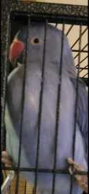Lost Indian Ringneck Parakeet