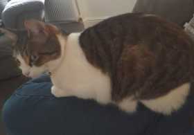 Lost Cat
