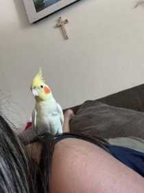 Lost Cockatiel