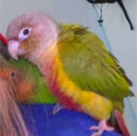 Lost Conure