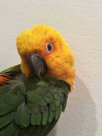 Lost Conure