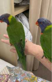 Lost Lory / Lorikeet