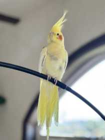 Lost Cockatiel