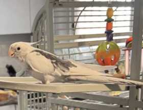 Lost Cockatiel