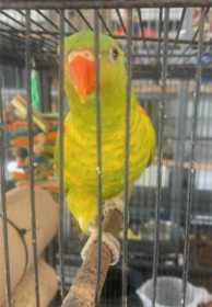 Lost Lory / Lorikeet