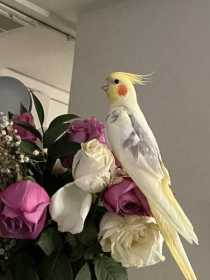 Lost Cockatiel
