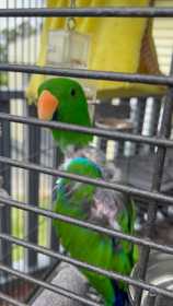 Lost Eclectus