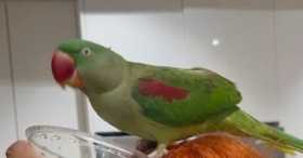 Lost Alexandrine