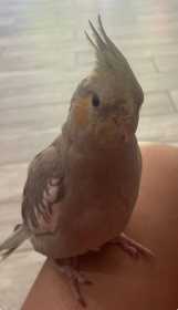 Lost Cockatiel