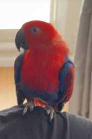 Lost Eclectus