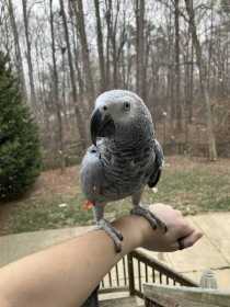 Lost African Grey