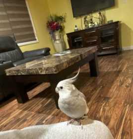 Lost Cockatiel
