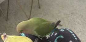 Lost Lovebird