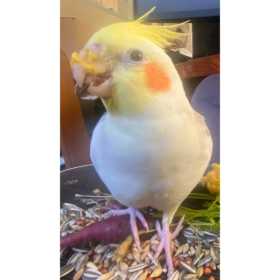 Lost Cockatiel