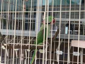 Lost Alexandrine