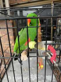 Lost Eclectus