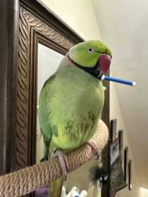 Lost Indian Ringneck Parakeet
