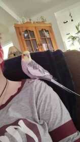 Lost Cockatiel