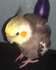 Lost Cockatiel
