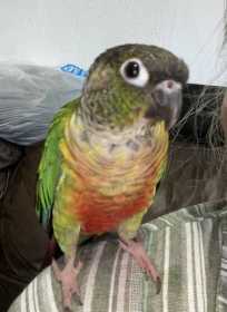 Lost Conure
