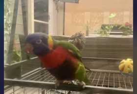 Lost Lory / Lorikeet