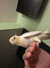 Lost Cockatiel