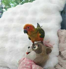 Lost Conure