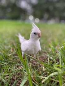 Lost Cockatiel