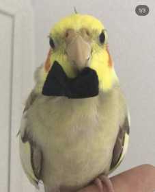 Lost Cockatiel