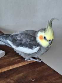 Lost Cockatiel