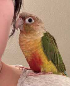 Lost Conure