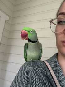 Lost Alexandrine