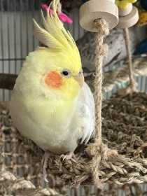 Lost Cockatiel