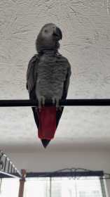 Lost African Grey