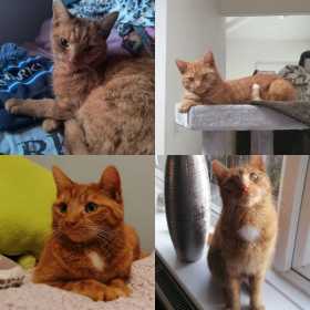 Lost Cat