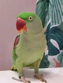 Lost Alexandrine