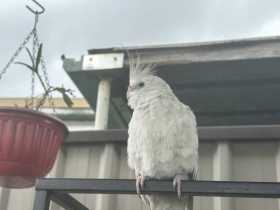 Lost Cockatiel