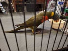 Lost Lory / Lorikeet