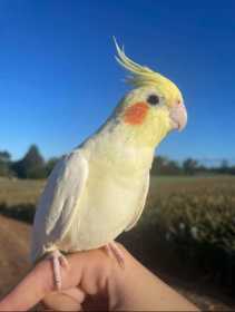 Lost Cockatiel