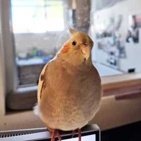 Lost Cockatiel