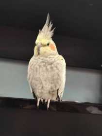 Lost Cockatiel