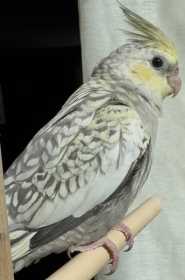 Lost Cockatiel