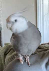 Lost Cockatiel