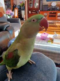 Lost Alexandrine