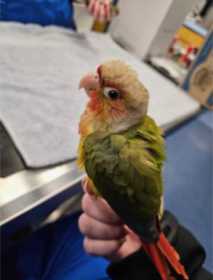 Lost Conure